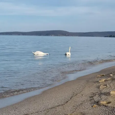 амира за гости - Amira Guest